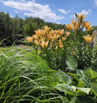 Ogrodowa Pracownia Agnieszka Szczepanik.